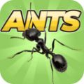Pocket Ants中文版
