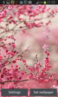 Cherry Blossom Live Wallapper