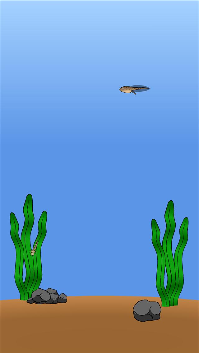 My Pet Frog