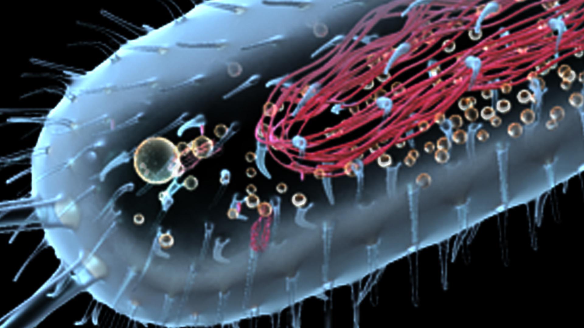 Prokaryotic Cell 3D