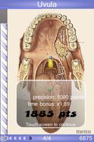 Speed Anatomy