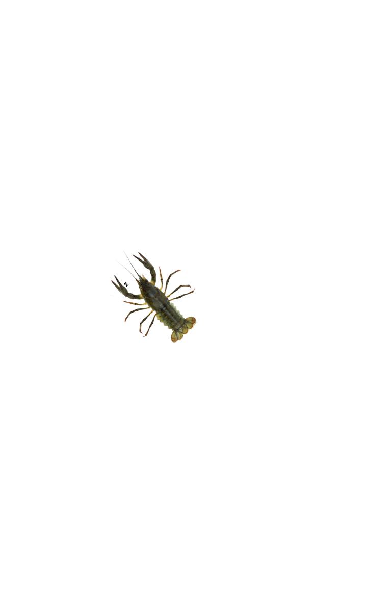 Crawfish simulator