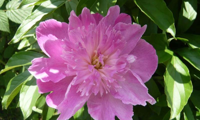 Peonies wallpapers