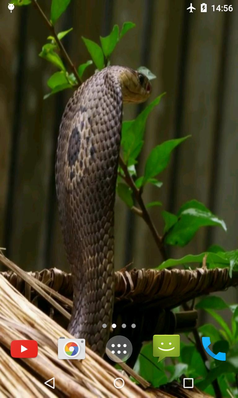 Cobra Video Live Wallpaper