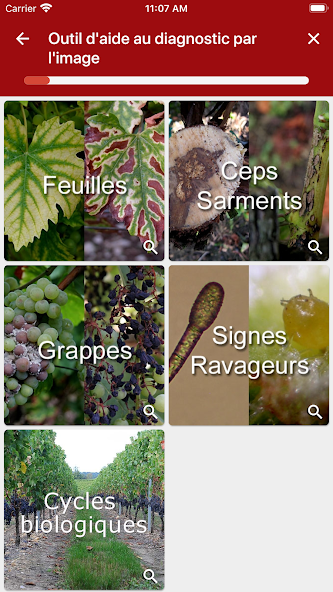 Di@gnoPlant Vigne