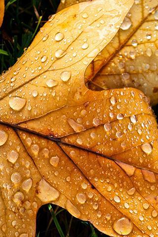 Rainy Puzzle