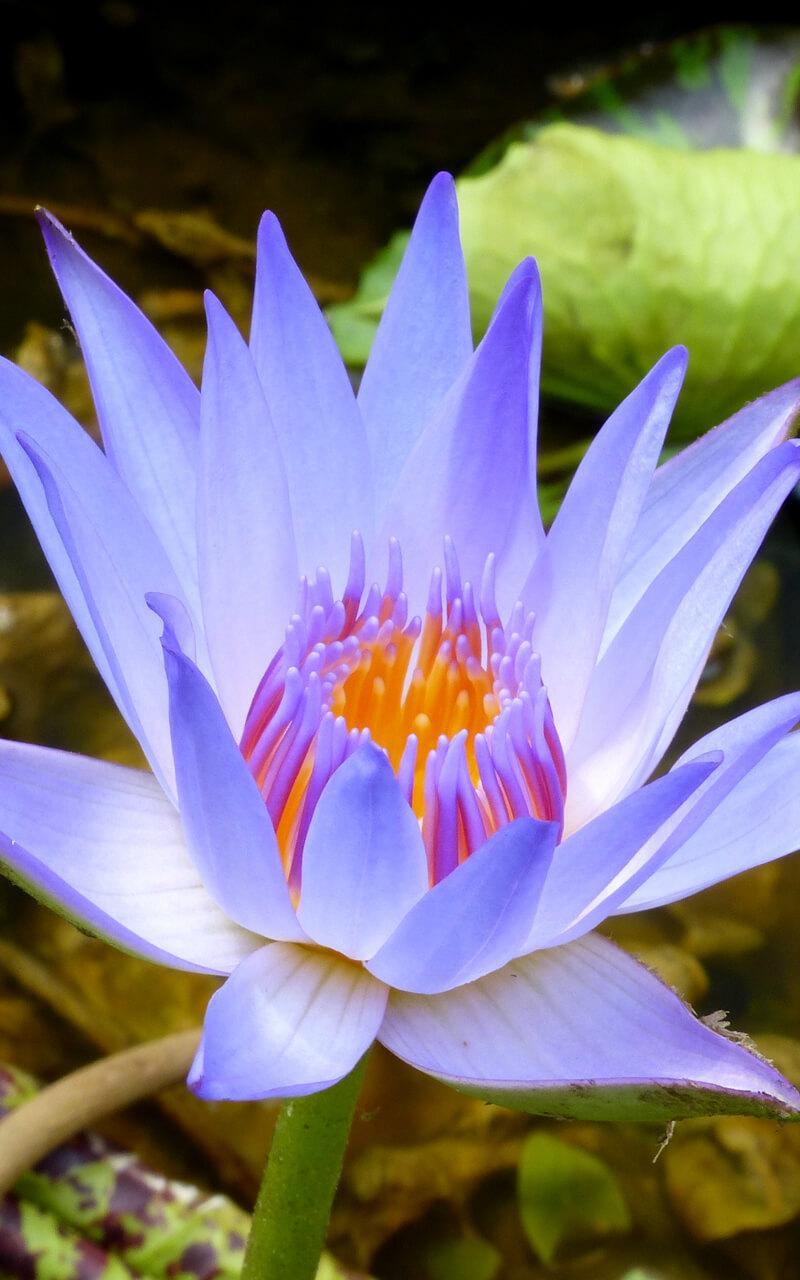 Lotus Flower Live Wallpaper