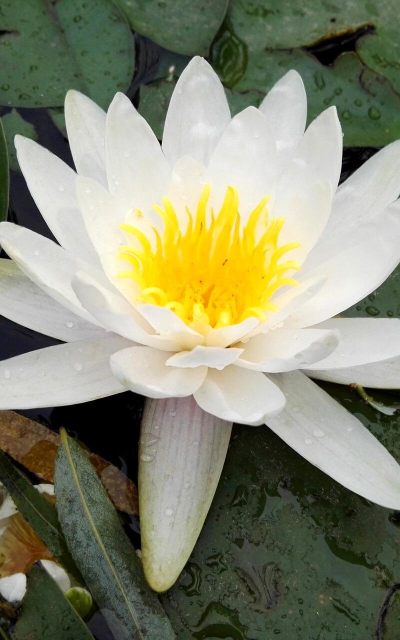 Lotus Flower Live Wallpaper