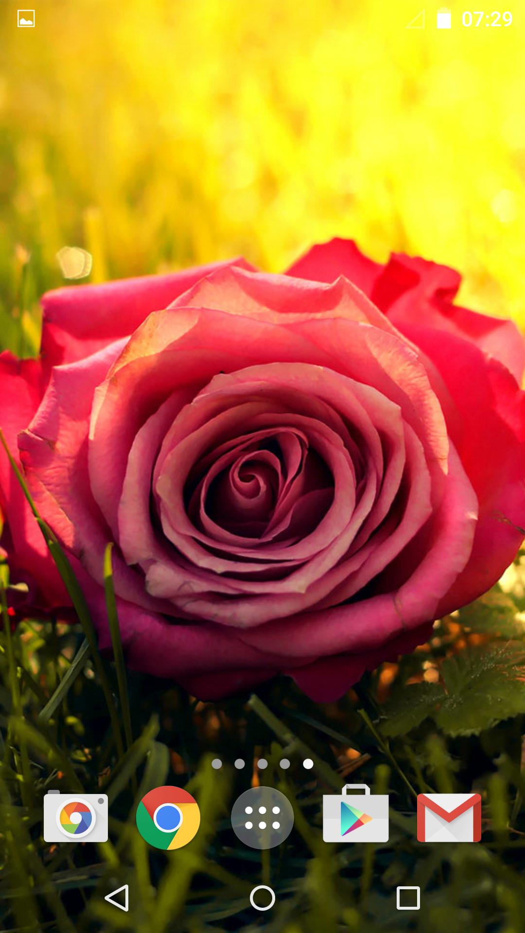 Roses