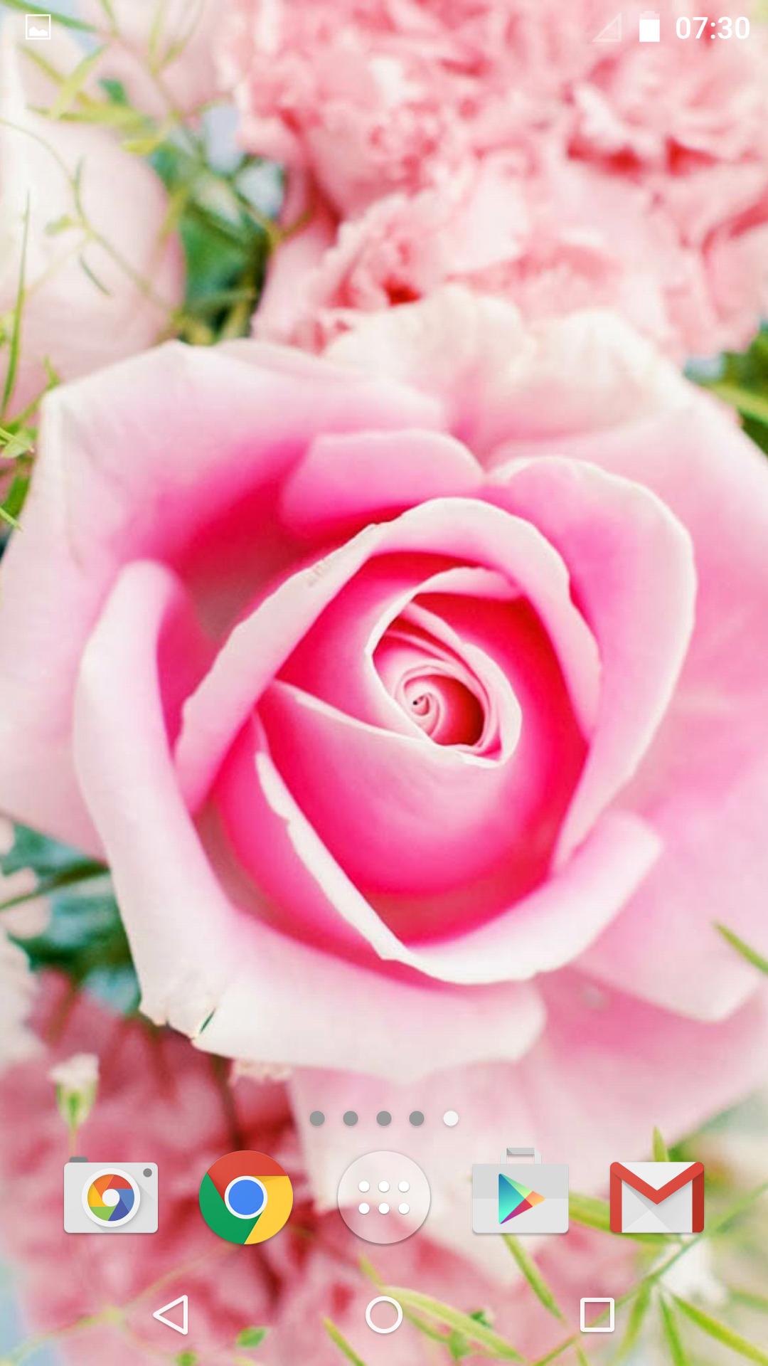 Roses