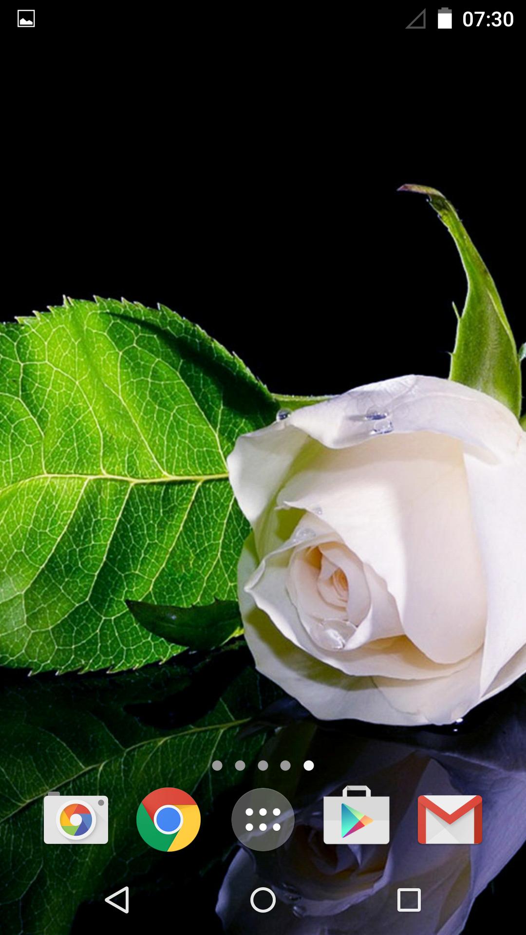 Roses