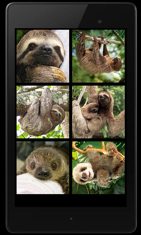Sloth Sounds