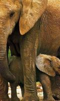 Elephant Wallpapers