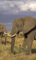 Elephant Wallpapers