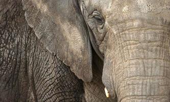Elephant Wallpapers