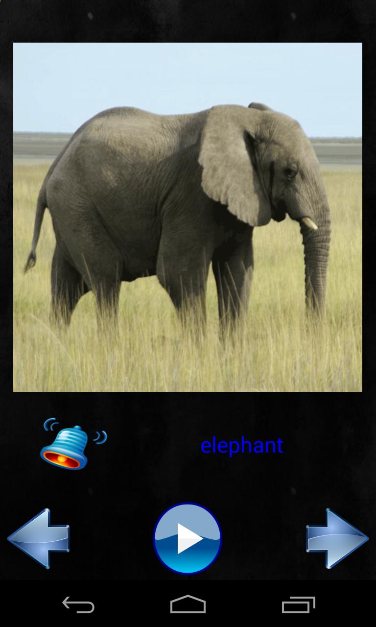 Animals Sounds 1
