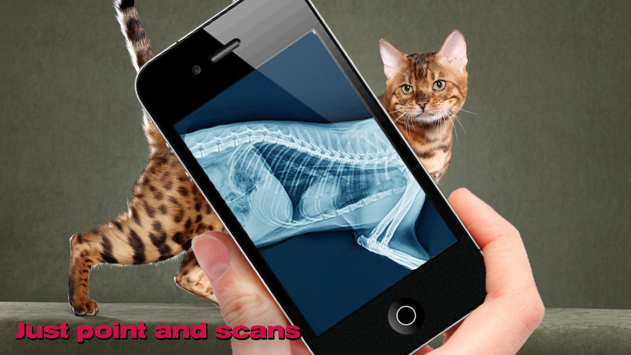 Simulation XRay Cat