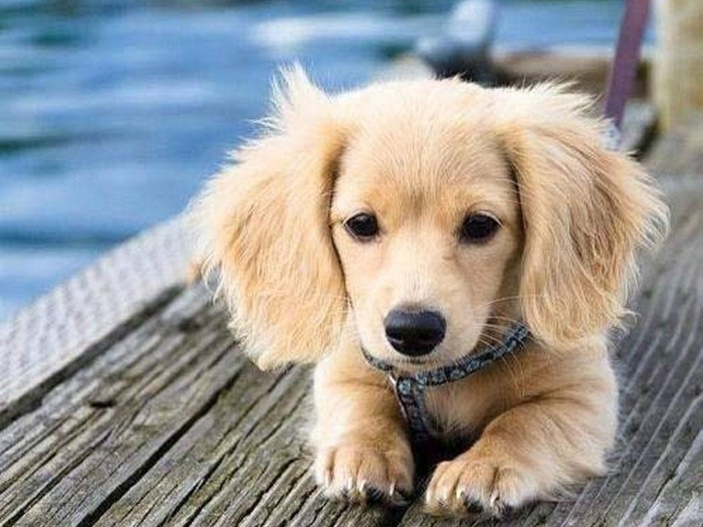 Free Puppy Dog Wallpaper