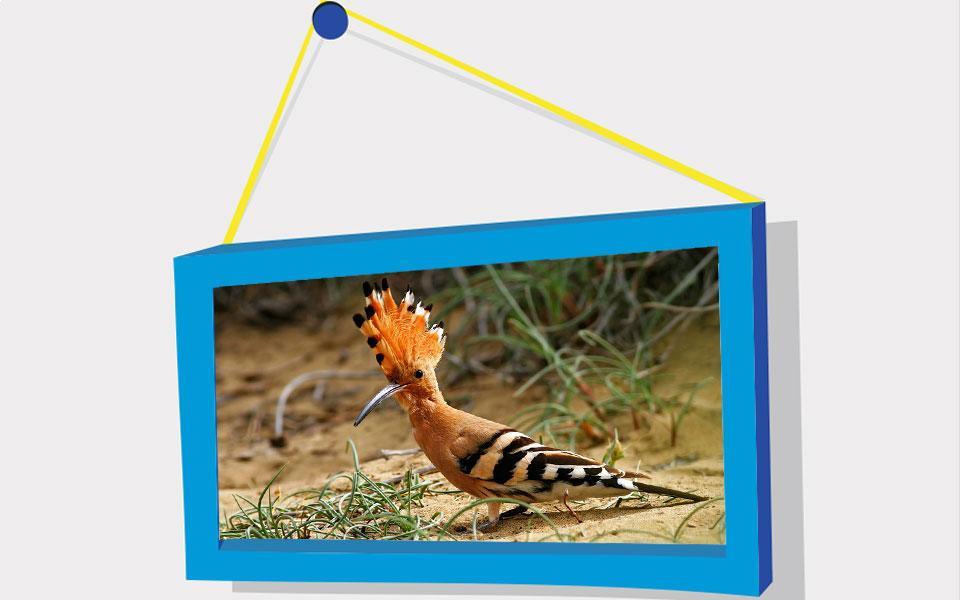 Picture Puzzle: Birds