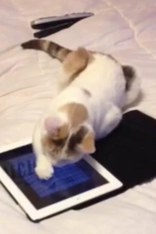 Cat Toys Free