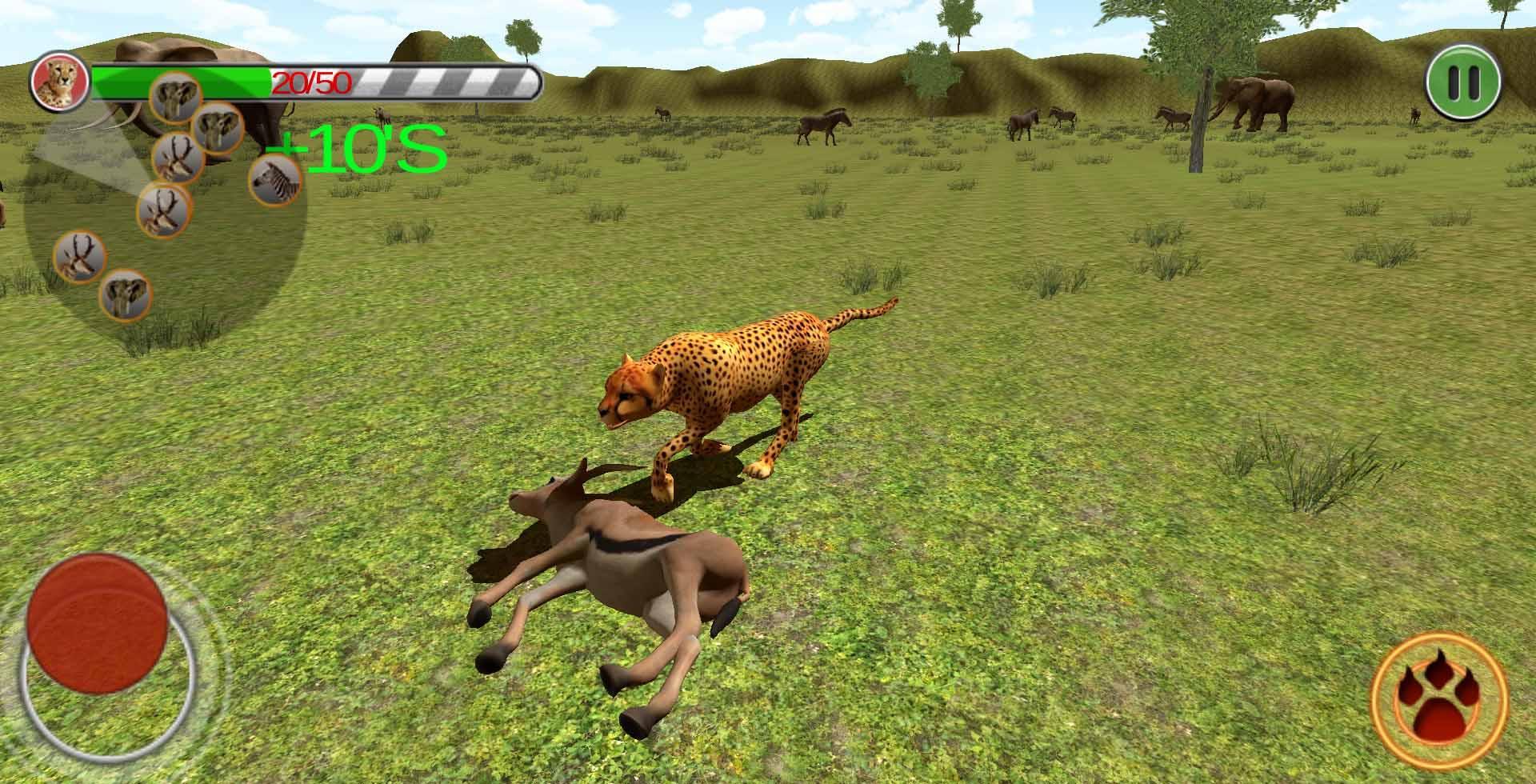 wild cheetah