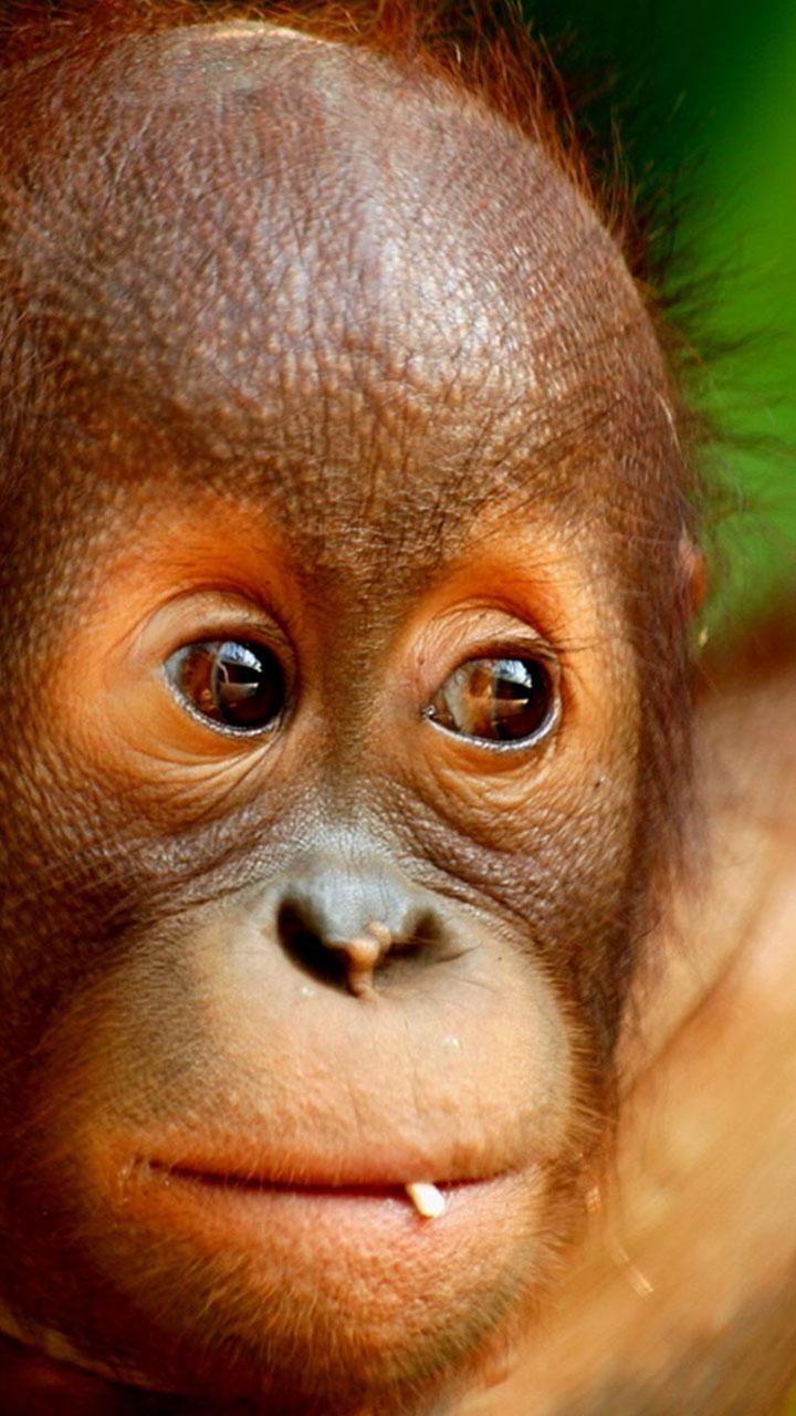 Monkey Live Wallpaper