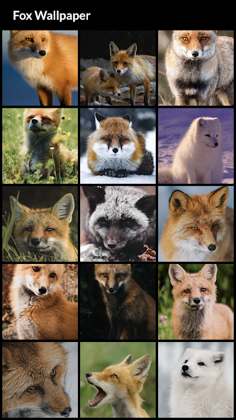 Fox Wallpapers