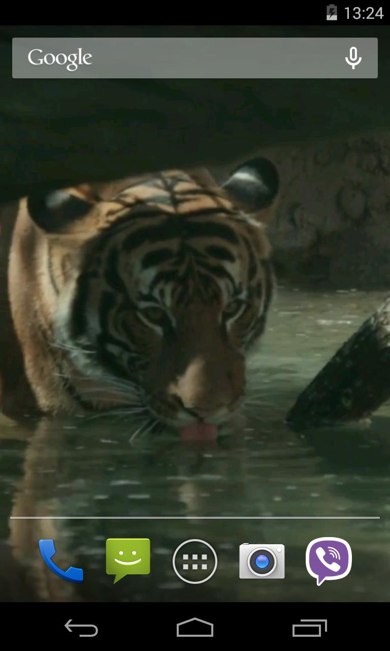 Tiger