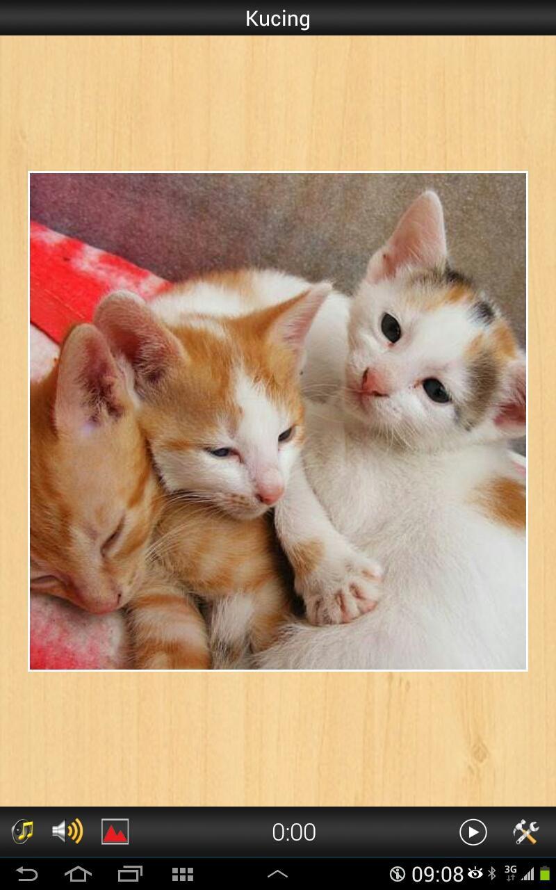 Best Cats game