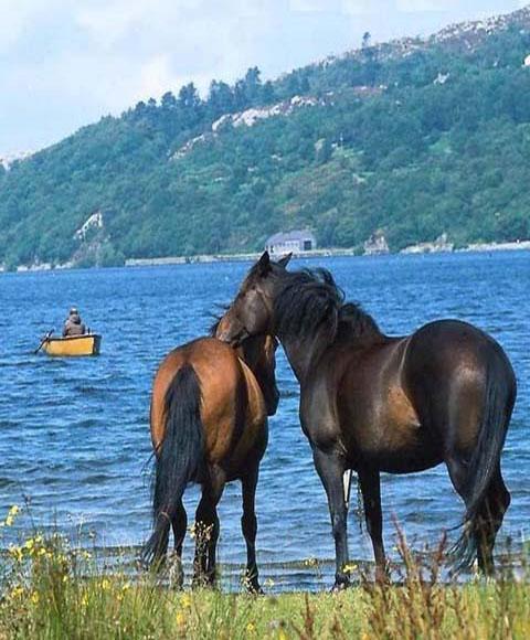 Horse Puzzle