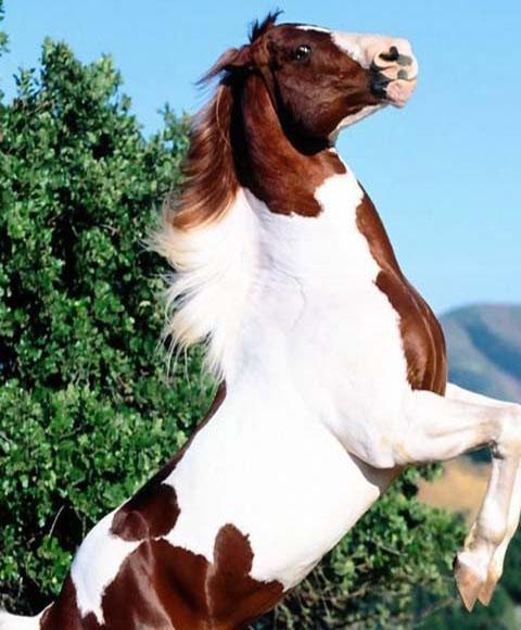 Horse Puzzle
