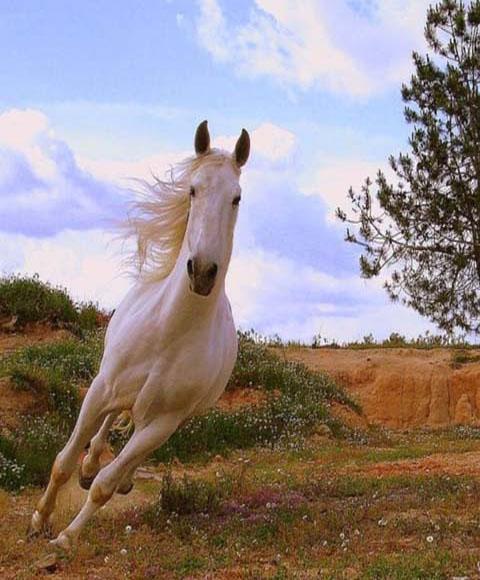 Horse Puzzle