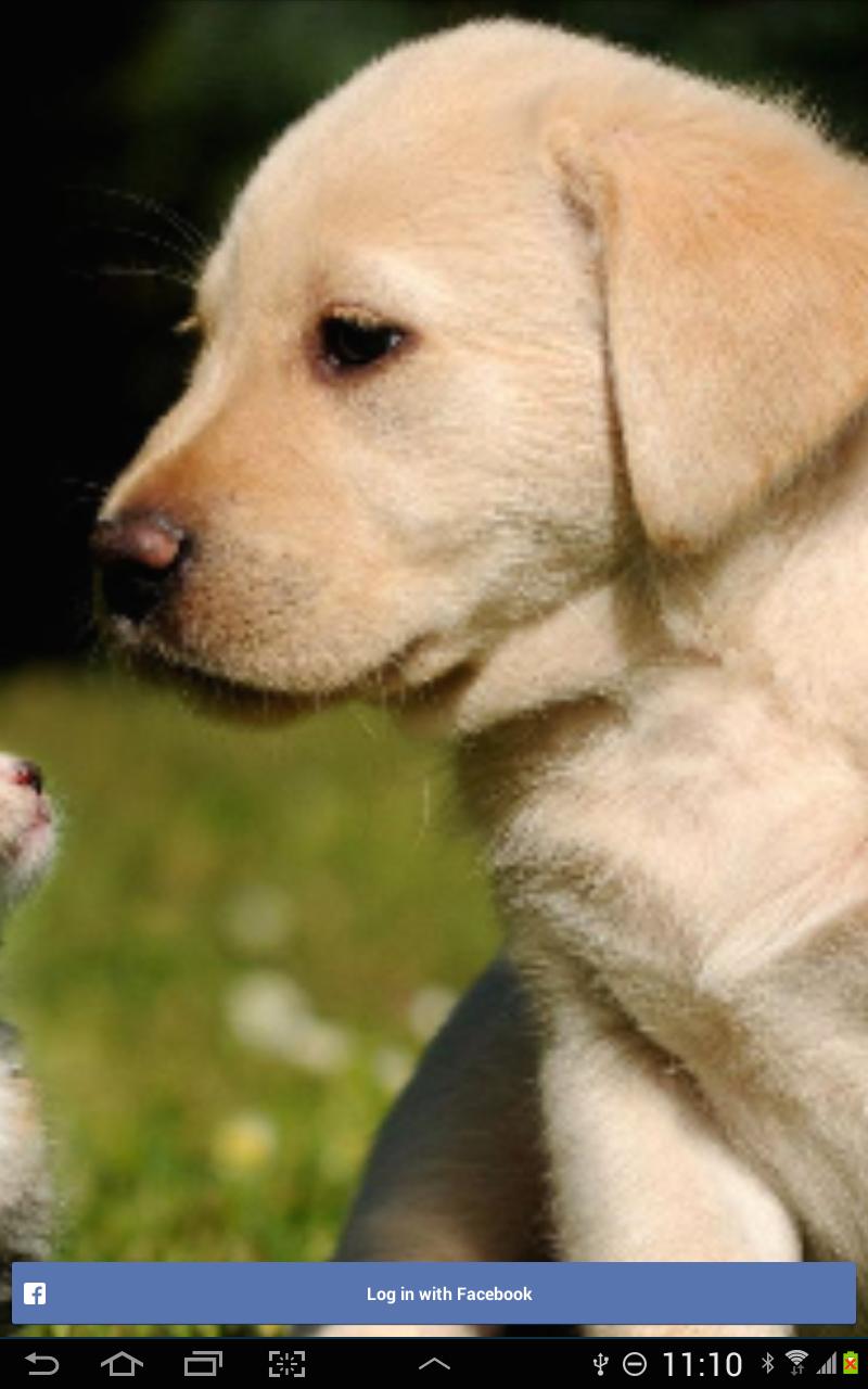 Savemypets