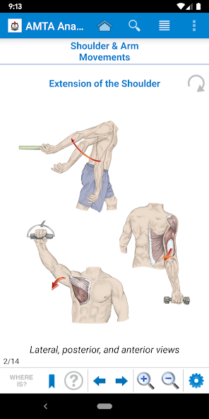 AMTA Anatomy