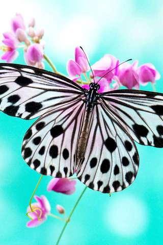 Butterfly Puzzle