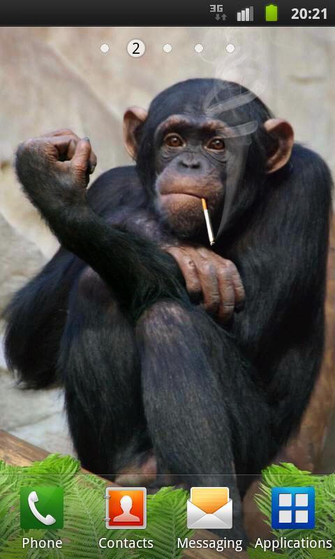 Funny Monkey Live Wallpaper