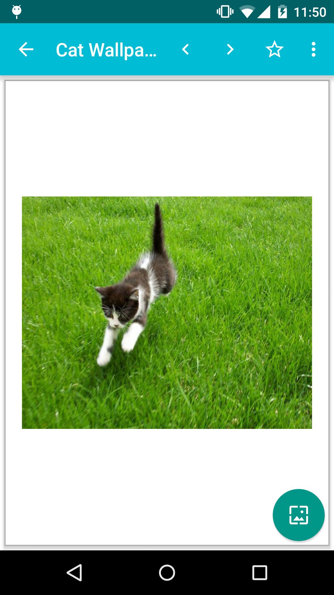 Cat Wallpapers!
