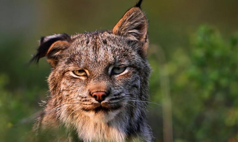 Lynx wallpapers