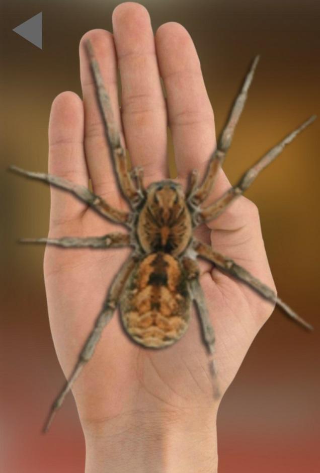 Spider On Hand. Scare Prank