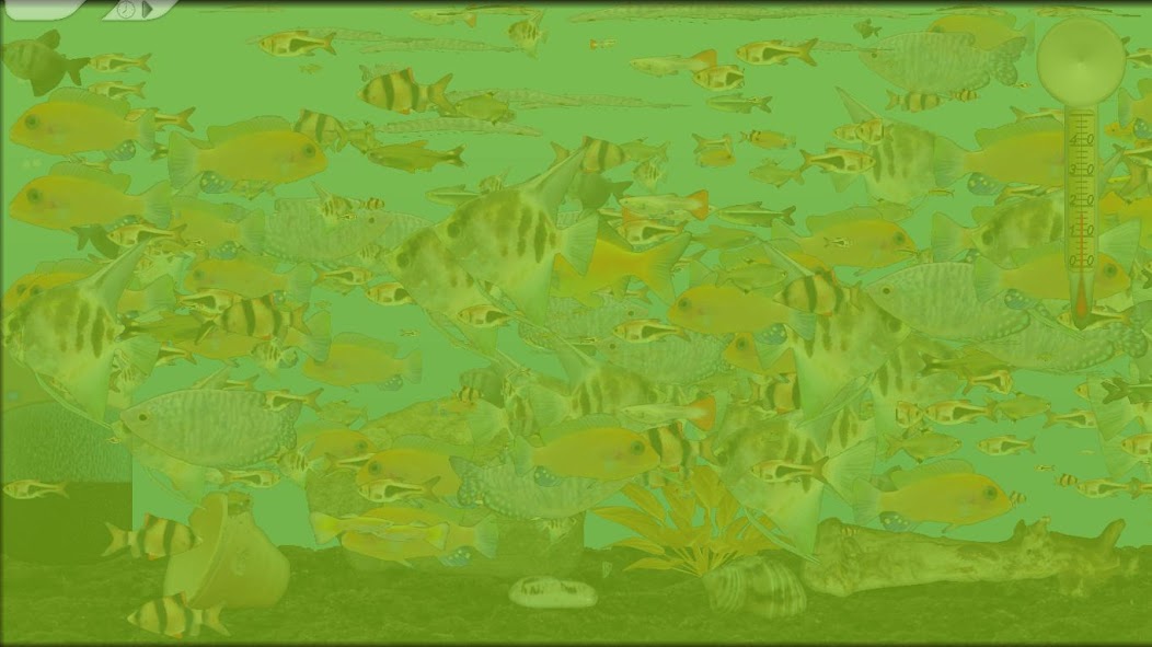 Aquarium Fish