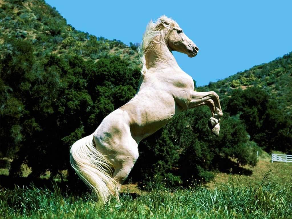 Horse Puzzle Jigsaw for Kids