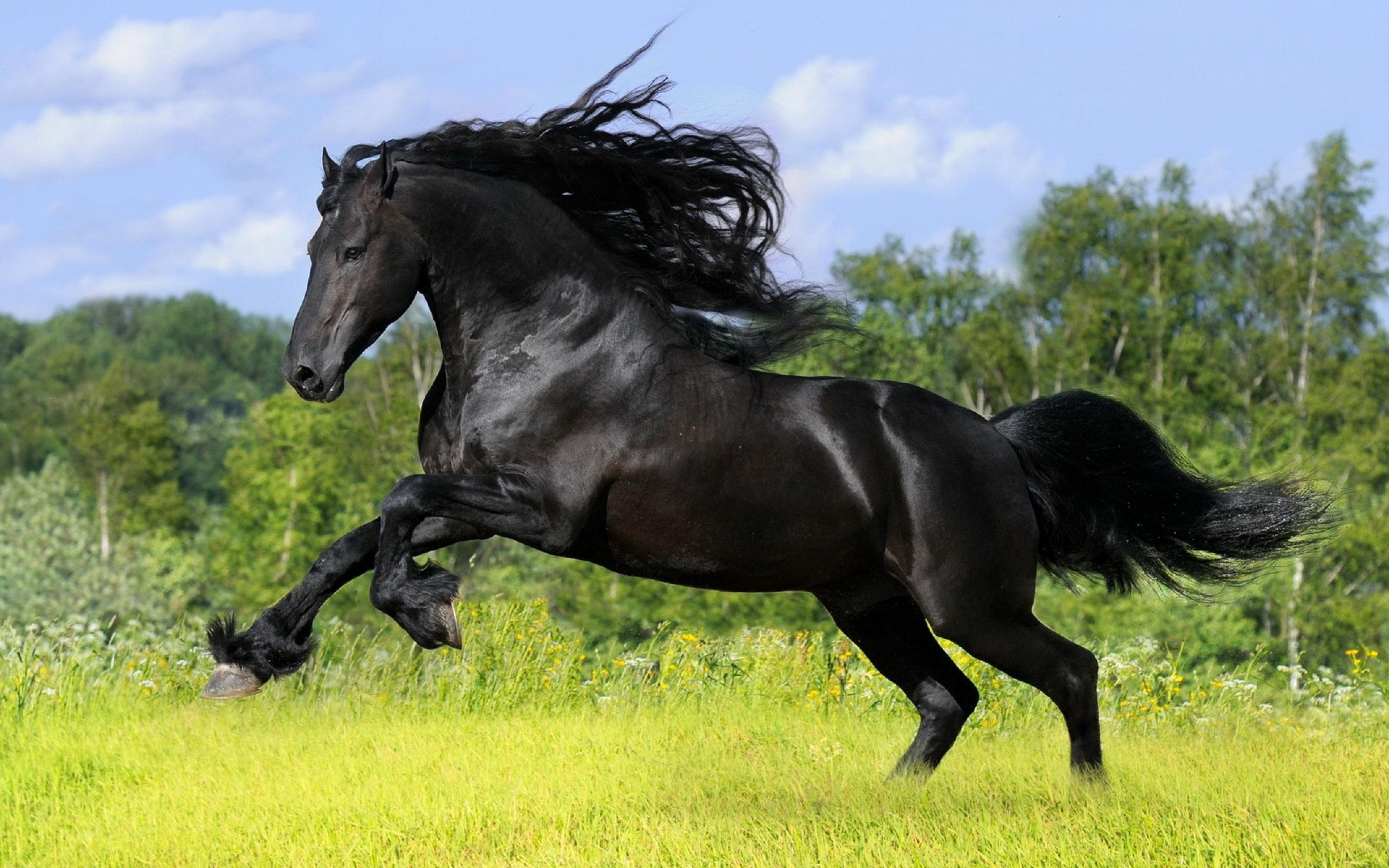 Horse Puzzle Jigsaw for Kids