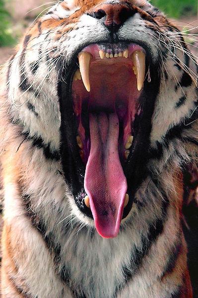 Tiger Wallpaper HD