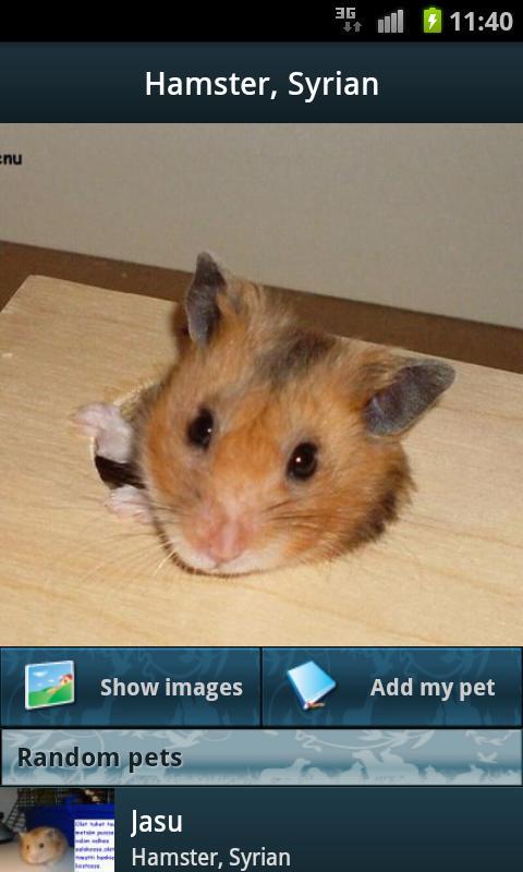 Rodents