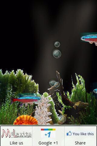 Bubbling Neon India Fish HD