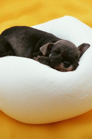 Puppy Puzzle