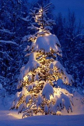 Christmas Greetings