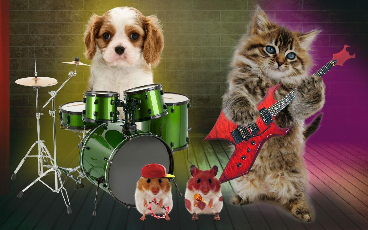 Talking cat. Talking puppy.