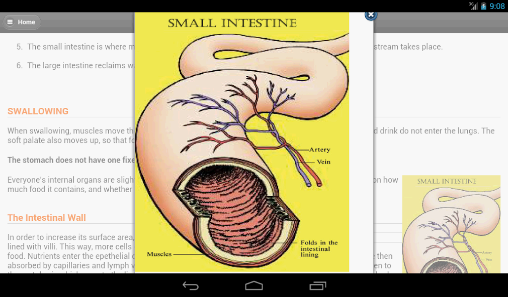 Human Body System